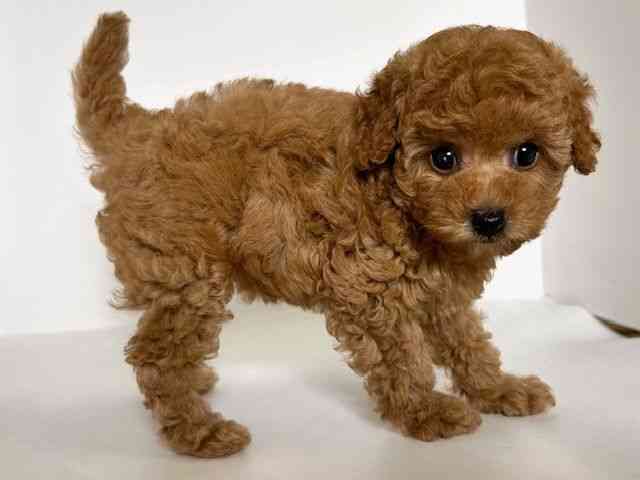 2025年8月25日生まれのトイプードル(トイ)の3枚目の写真