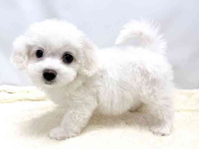 広島県のビションフリーゼ (ひごペットフレンドリーゆめタウン廿日市店/2025年8月18日生まれ/女の子/ホワイト)の子犬の3枚目の画像