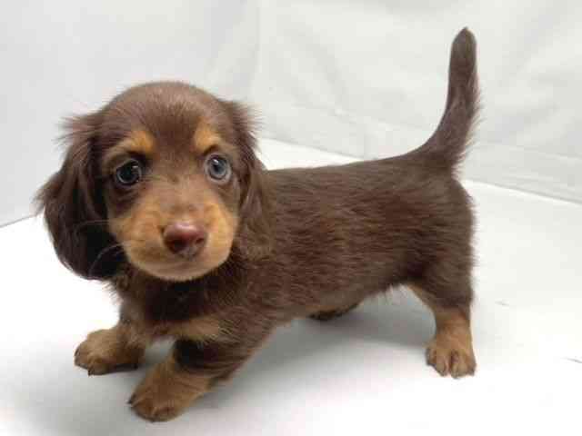 京都府のカニンヘンダックスフンド(ロング) (ひごペットフレンドリー洛北阪急スクエア店/2025年8月25日生まれ/男の子/チョコレートタン)の子犬の3枚目の画像