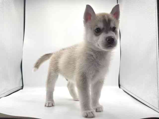 愛知県のシベリアンハスキー (ひごペットフレンドリープライムツリー赤池店/2025年8月26日生まれ/男の子/レッドホワイト)の子犬の3枚目の画像