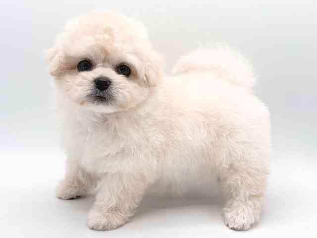 奈良県のハーフ犬・ミックス犬 (ひごペットフレンドリー田原本店/2025年8月24日生まれ/女の子/ホワイト)の子犬の3枚目の画像