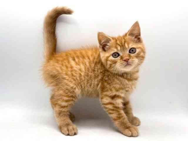 奈良県のスコティッシュフォールド (ひごペットフレンドリー田原本店/2025年8月23日生まれ/男の子/レッドタビー)の子猫の3枚目の画像