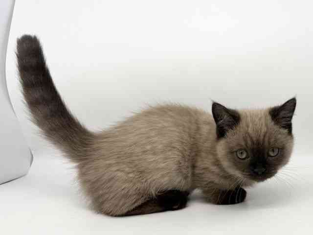 徳島県のマンチカン (ひごペットフレンドリーゆめタウン徳島店/2025年8月18日生まれ/男の子/シールリンクスポイント)の子猫の3枚目の画像