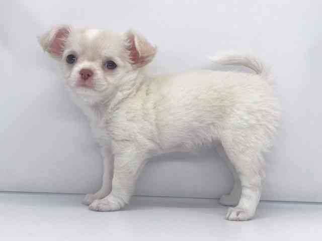 兵庫県のチワワ(ロング) (ひごペットフレンドリーイオンタウン加古川店/2025年8月26日生まれ/女の子/クリームホワイト)の子犬の3枚目の画像