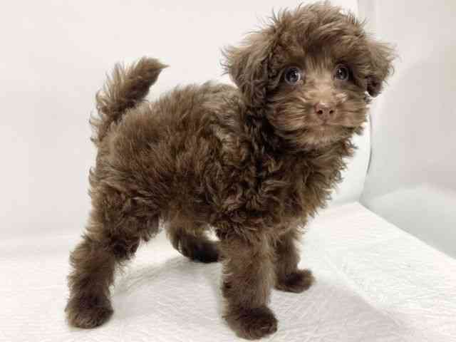 高知県のトイプードル(トイ) (ひごペットフレンドリーイオンモール高知店/2025年8月25日生まれ/男の子/ブラウン)の子犬の3枚目の画像