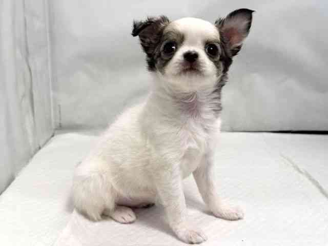 大阪府のチワワ(ロング) (ひごペットフレンドリー堺プラットプラット店/2025年8月26日生まれ/女の子/フォーンホワイト)の子犬の3枚目の画像