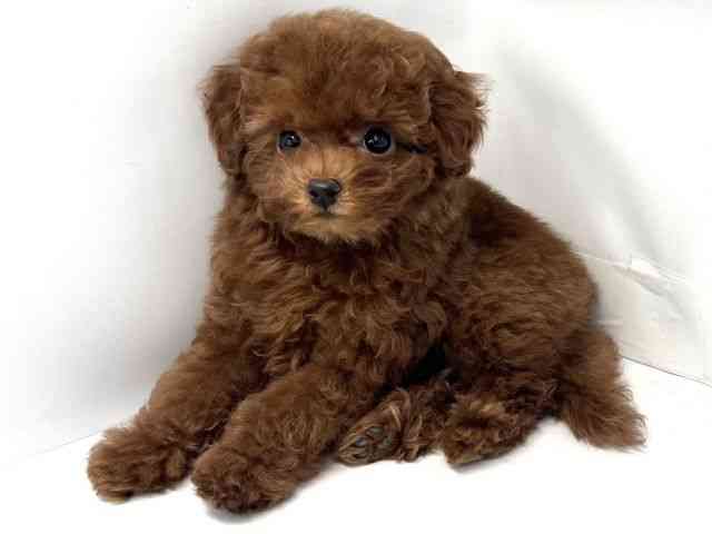 京都府のトイプードル(トイ) (ひごペットフレンドリー洛北阪急スクエア店/2025年8月18日生まれ/女の子/レッド)の子犬の3枚目の画像