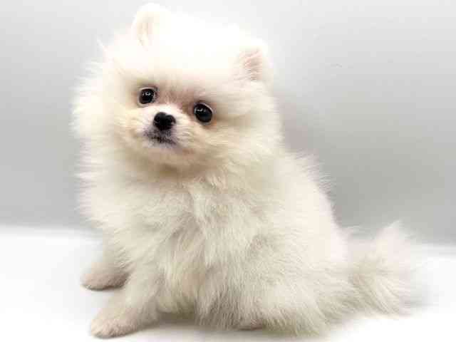 京都府のポメラニアン (ひごペットフレンドリーイオンモール高の原店/2025年8月28日生まれ/男の子/クリーム)の子犬の3枚目の画像