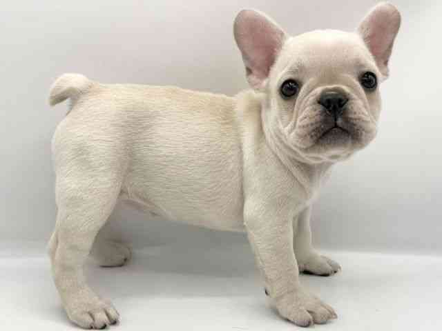 大阪府のフレンチブルドッグ (ひごペットフレンドリーららぽーとEXPOCITY店/2025年8月23日生まれ/女の子/クリーム)の子犬の3枚目の画像