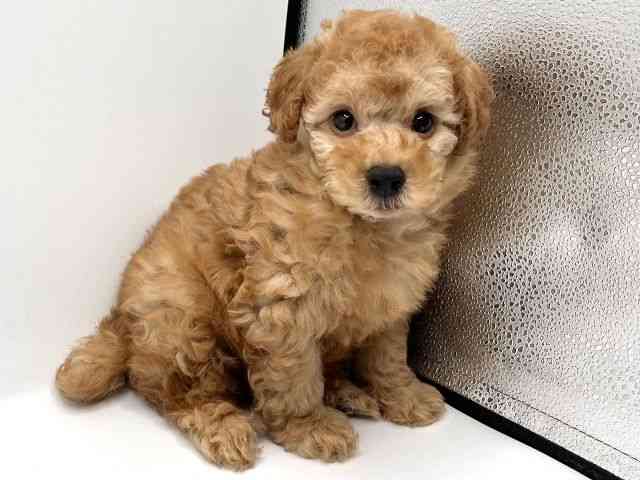 京都府のトイプードル(トイ) (ひごペットフレンドリーイオンモール高の原店/2025年8月28日生まれ/男の子/オレンジフォーン)の子犬の3枚目の画像