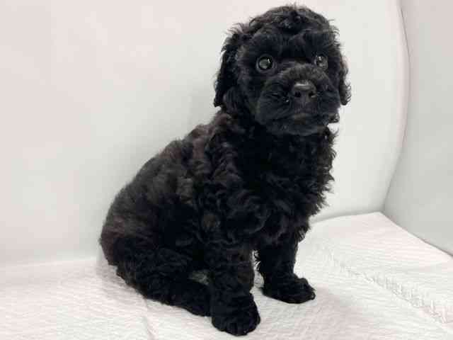 高知県のトイプードル(トイ) (ひごペットフレンドリーイオンモール高知店/2025年8月28日生まれ/男の子/ブラック)の子犬の3枚目の画像