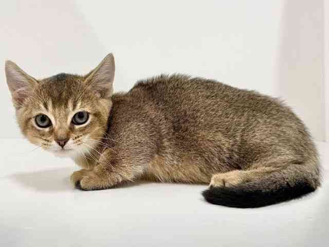 奈良県のマンチカン (ひごペットフレンドリーイオンモール橿原ウエストビレッジ店/2025年8月21日生まれ/女の子/ブラウンタビー)の子猫の3枚目の画像