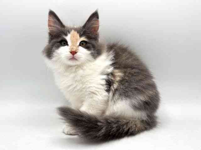 奈良県のノルウェージャンフォレストキャット (ひごペットフレンドリー田原本店/2025年8月15日生まれ/女の子/ダイリュートキャリコ)の子猫の3枚目の画像