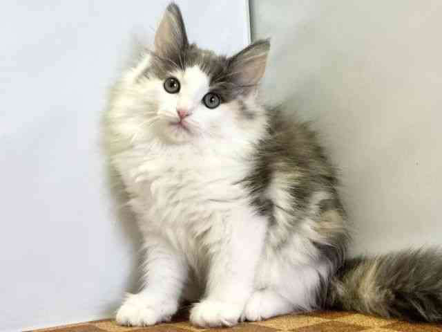 2025年8月15日生まれのノルウェージャンフォレストキャットの3枚目の写真