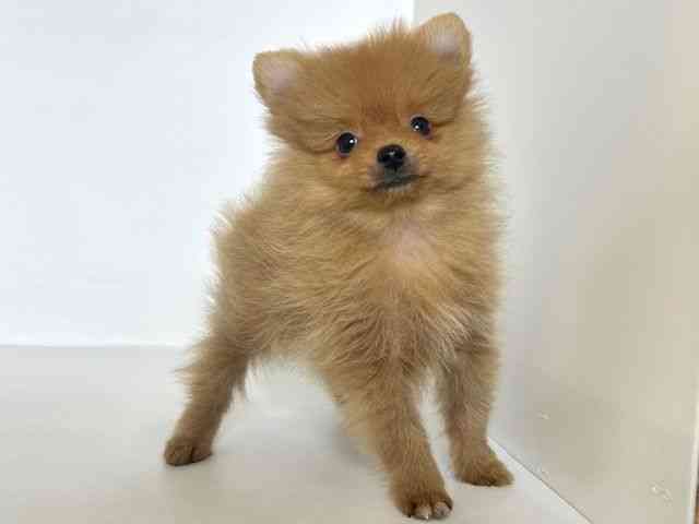 2025年8月28日生まれのポメラニアンの3枚目の写真