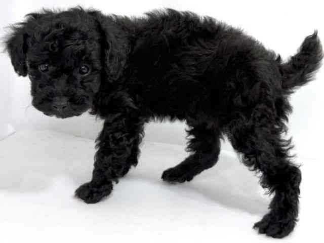 2025年8月26日生まれのトイプードル(トイ)の3枚目の写真