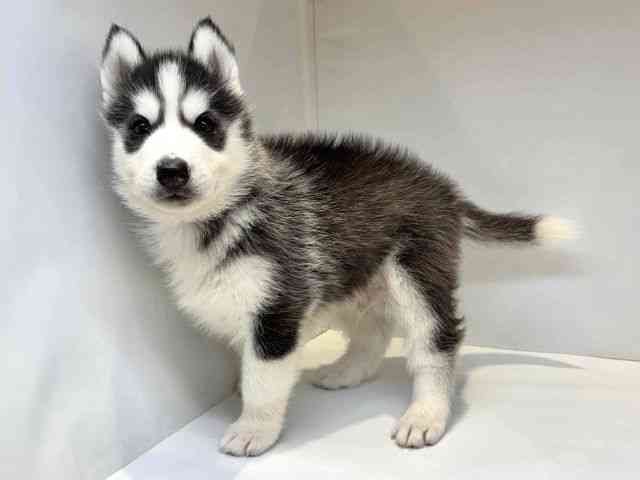 大阪府のシベリアンハスキー (ひごペットフレンドリーセブンパーク天美店/2025年8月30日生まれ/男の子/ブラックホワイト)の子犬の3枚目の画像