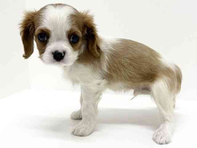 大阪府のキャバリアキングチャールズスパニエル (ひごペットフレンドリーくずはモール店/2025年8月27日生まれ/男の子/ブレンハイム)の子犬の3枚目の画像