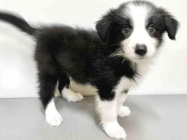 大阪府のボーダーコリー (ひごペットフレンドリーイトーヨーカドー津久野店/2025年8月18日生まれ/男の子/ブラックホワイト)の子犬の3枚目の画像