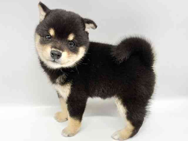 大阪府の柴犬(標準サイズ) (ひごペットフレンドリーイオンタウン豊中庄内店/2025年8月30日生まれ/女の子/黒)の子犬の3枚目の画像