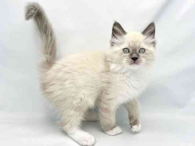 2025年8月28日生まれのラグドールの3枚目の写真