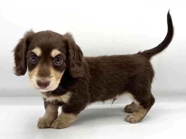 大阪府のミニチュアダックスフンド(ロング) (ひごペットフレンドリーららぽーとEXPOCITY店/2025年8月30日生まれ/男の子/チョコレートイエロー)の子犬の3枚目の画像