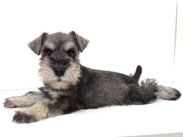 2025年8月27日生まれのミニチュアシュナウザーの3枚目の写真