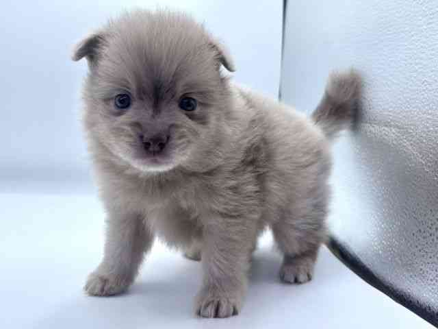 2025年8月30日生まれのポメラニアンの3枚目の写真