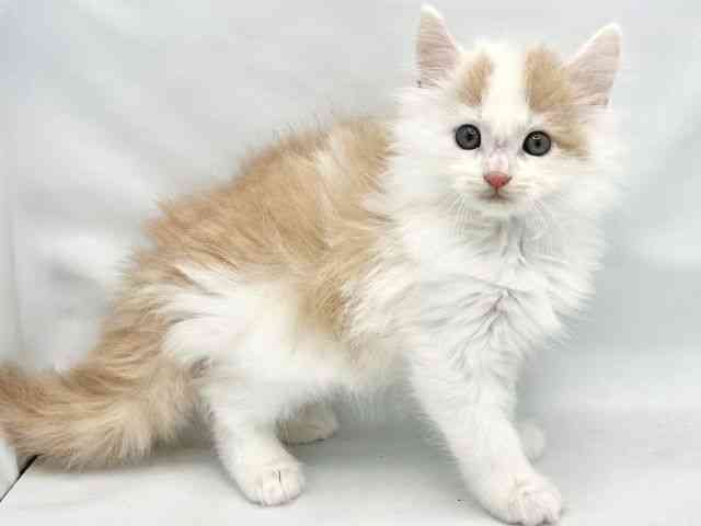 2025年8月30日生まれのノルウェージャンフォレストキャットの3枚目の写真