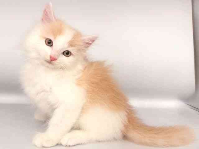 大阪府のノルウェージャンフォレストキャット (ひごペットフレンドリー岸和田店/2025年8月30日生まれ/男の子/クリームタビーホワイト)の子猫の3枚目の画像