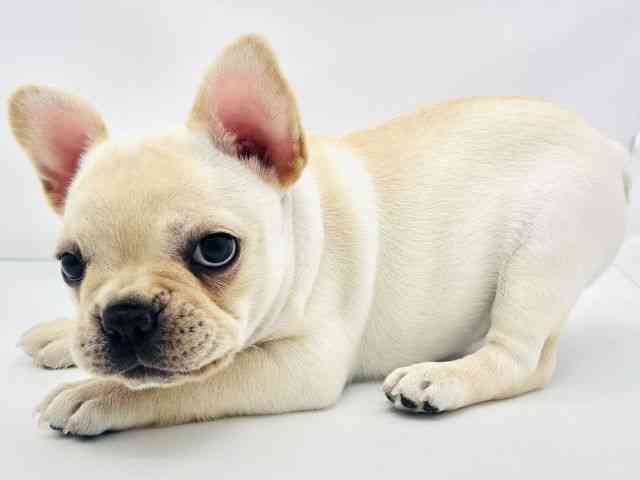 兵庫県のフレンチブルドッグ (ひごペットフレンドリークラウンパーク伊丹店/2025年8月30日生まれ/女の子/クリーム)の子犬の3枚目の画像