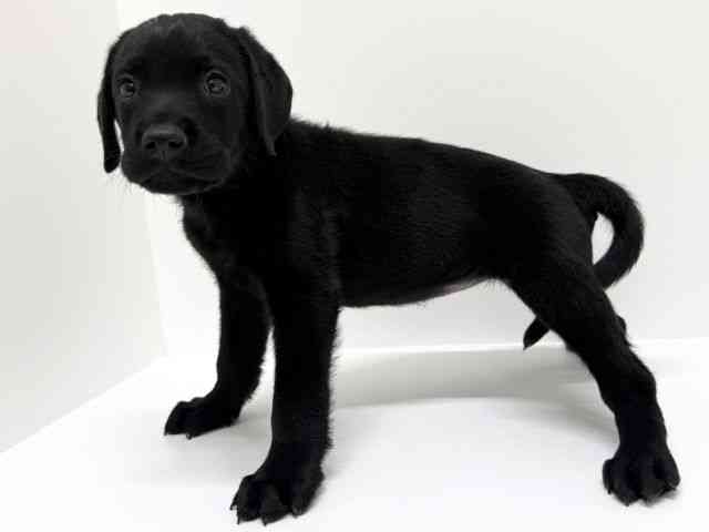 大阪府のラブラドールレトリーバー (ひごペットフレンドリーくずはモール店/2025年8月30日生まれ/女の子/ブラック)の子犬の3枚目の画像