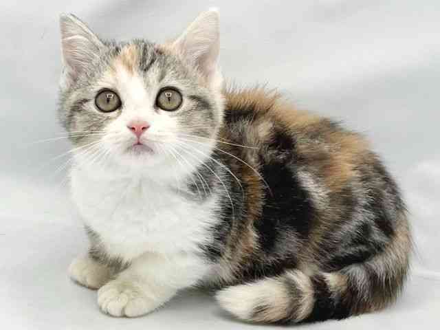 2025年8月29日生まれのマンチカンの3枚目の写真