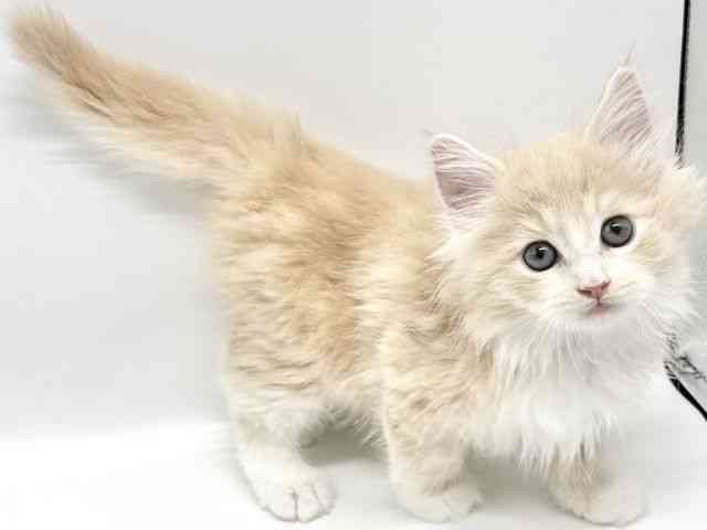 2025年8月31日生まれのサイベリアンの3枚目の写真