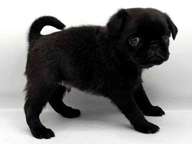 2025年8月30日生まれのパグの3枚目の写真