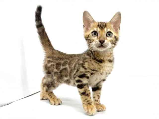 2025年8月27日生まれのベンガルの3枚目の写真