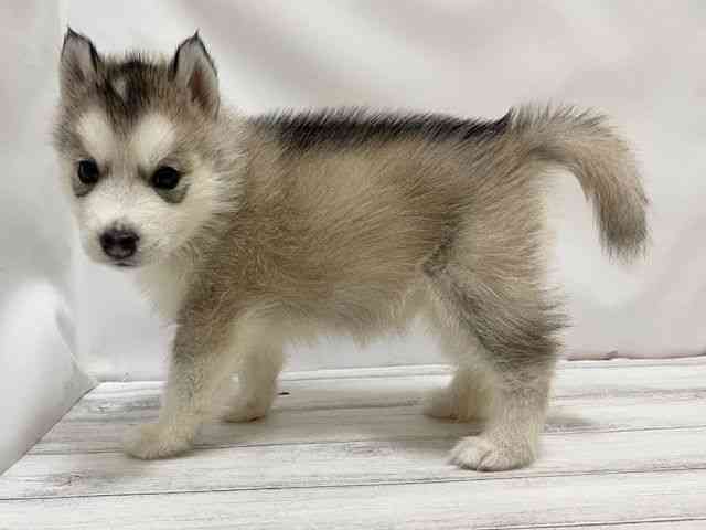 2025年8月30日生まれのシベリアンハスキーの3枚目の写真