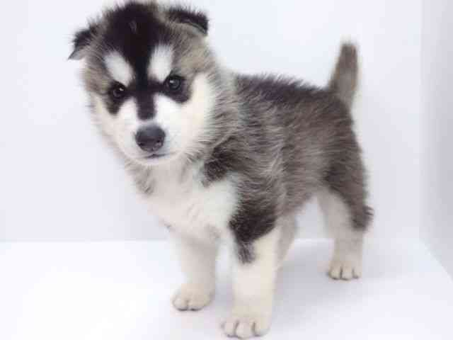 大阪府のシベリアンハスキー (ひごペットフレンドリーいこらもーる泉佐野店/2025年8月29日生まれ/男の子/ブラックホワイト)の子犬の3枚目の画像