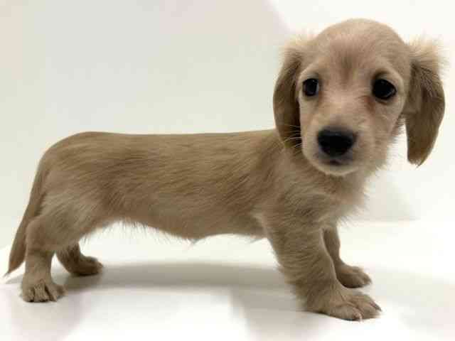 奈良県のミニチュアダックスフンド(ロング) (ひごペットフレンドリーイオンモール橿原ウエストビレッジ店/2025年8月30日生まれ/女の子/イエロー)の子犬の3枚目の画像