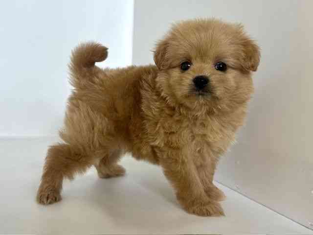 2025年8月30日生まれのポメプー(ポメラニアン×プードル)の3枚目の写真