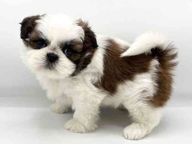 大阪府のシーズー (ひごペットフレンドリーららぽーとEXPOCITY店/2025年8月29日生まれ/女の子/ホワイトゴールド)の子犬の3枚目の画像