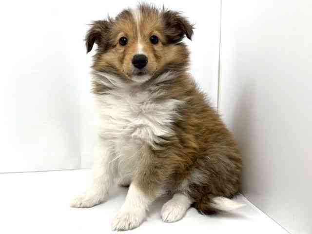 大阪府のシェットランドシープドッグ (ひごペットフレンドリーベルファ2都島店/2025年8月31日生まれ/女の子/セーブルホワイト)の子犬の3枚目の画像