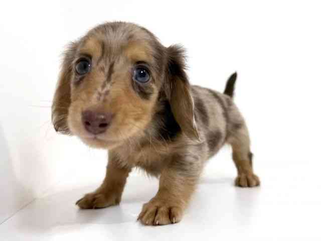 兵庫県のミニチュアダックスフンド(ロング) (ひごペットフレンドリーイトーヨーカドー明石店/2025年8月30日生まれ/男の子/チョコレートダップル)の子犬の3枚目の画像