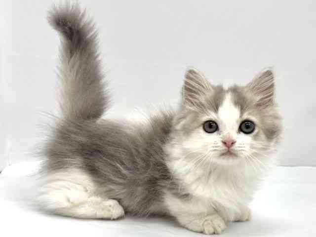 2025年8月16日生まれのマンチカンの3枚目の写真