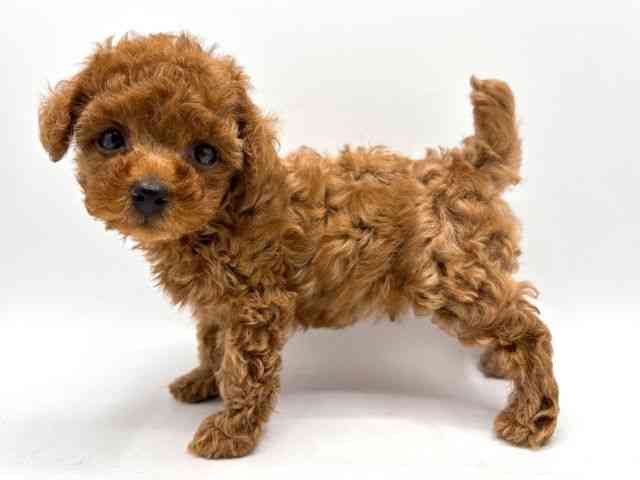 奈良県のトイプードル(トイ) (ひごペットフレンドリー田原本店/2025年8月29日生まれ/男の子/レッド)の子犬の3枚目の画像