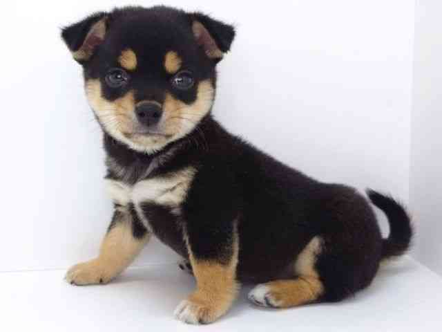 大阪府のチワ柴/柴チワ/チワシバ(チワワ×柴) (ひごペットフレンドリーいこらもーる泉佐野店/2025年8月29日生まれ/女の子/ブラックタン)の子犬の3枚目の画像