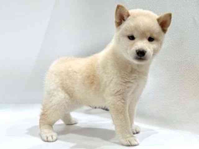 愛知県の柴犬(標準サイズ) (ひごペットフレンドリーヴィアモール アピタ江南西店/2025年8月29日生まれ/女の子/白)の子犬の3枚目の画像