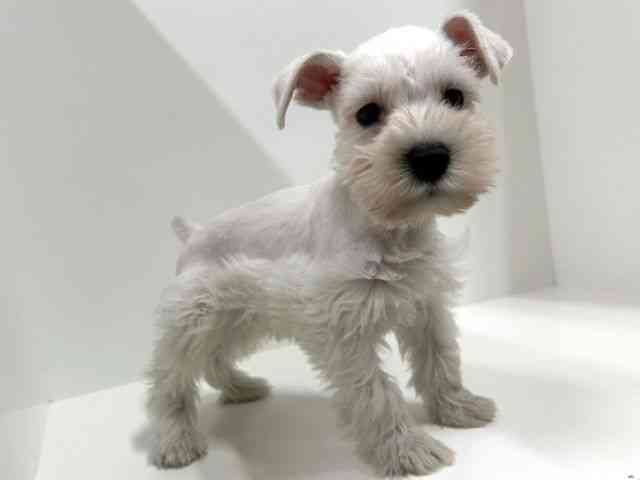 奈良県のミニチュアシュナウザー (ひごペットフレンドリーイオンモール橿原ウエストビレッジ店/2025年8月29日生まれ/男の子/ホワイト)の子犬の3枚目の画像