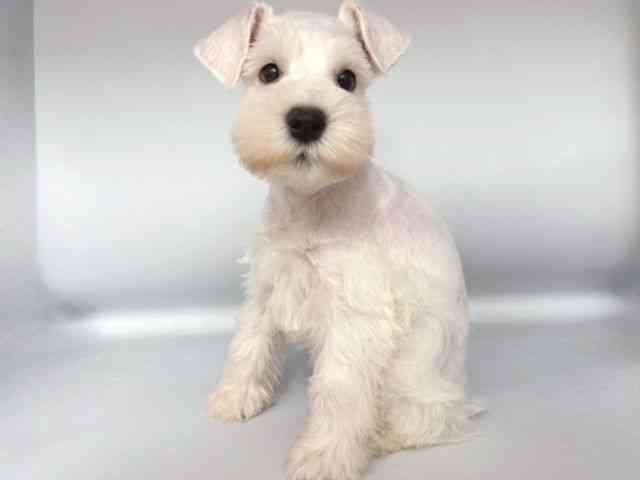 大阪府のミニチュアシュナウザー (ひごペットフレンドリー岸和田店/2025年8月29日生まれ/男の子/ホワイト)の子犬の3枚目の画像