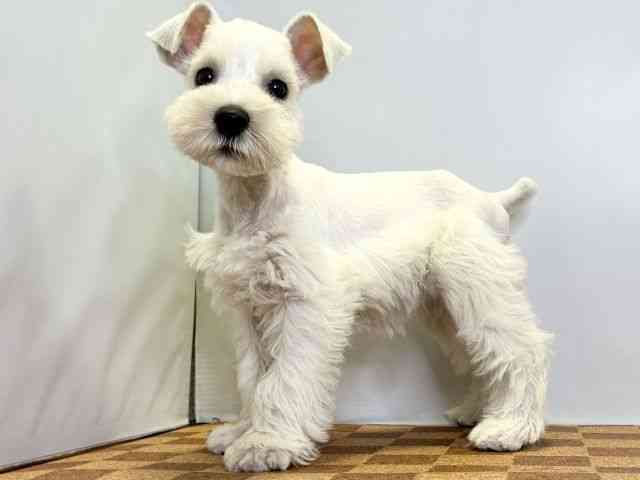 2025年8月29日生まれのミニチュアシュナウザーの3枚目の写真